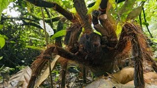 La Tarántula Goliath la Gigante entre las Arañas [upl. by Yasui281]