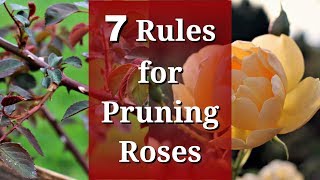 7 Rules for Pruning Roses [upl. by Fogg]