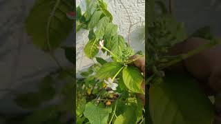 Jhumka Bel  Rangoon Creeper Chinese Honeysuckle Plant  Ghar Ki Bagiya  plantcaretips [upl. by Brigg]