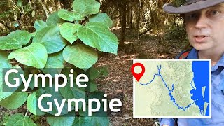 Gympie Gympie clip [upl. by Cleodell252]