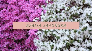 Azalia japońska  WADY I ZALETY wymagania zastosowanie [upl. by Leyes]