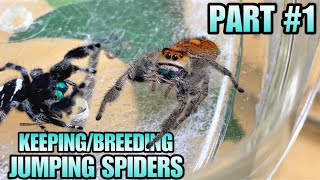 How to Keep and Breed Pet Jumping Spiders Phidippus regius  Part 1 [upl. by Breena]