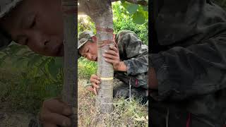 Satisfying Process Of Girdling Cherry Tree [upl. by Melisenda]