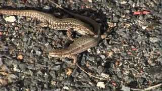 LEZARD des MuraillesAccouplementPodarcis muralis  BRUITX [upl. by Yanad589]