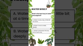 When To Water Plants wateringplants water plants plantcare [upl. by Llenrap]