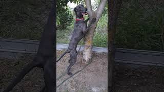 Weimaraner dog training [upl. by Yv]