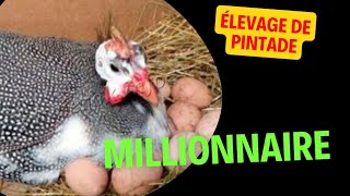 voici comment devenir millionnaire en élevage de pintade en Afrique [upl. by Sonni466]