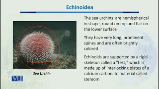 Echinoidea  Biodiversity amp EvolutionII  BT201Topic048 [upl. by Canning]