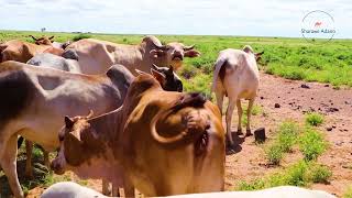 SIRB LOONI  Gabra Traditional Song By Dukana Women [upl. by Neehcas]