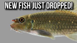 Every New Fish Species Discovered In 2023 [upl. by Vitkun]