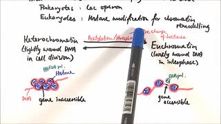 Transcription  Gene Expression  Lecture 7 [upl. by Jehius254]