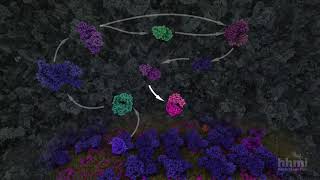 Glycolysis  HHMI BioInteractive Video [upl. by Chi811]