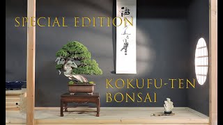 Kokufuten bonsai [upl. by Ahseym]