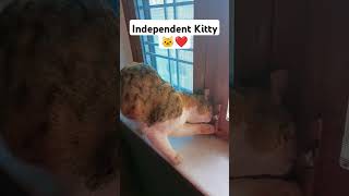 SUBSCRIBE🥹❤️ INDEPENDENT CAT❤️ CAT TRICKS shorts cat animals vlog youtubeshorts [upl. by Warder]