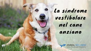 La sindrome vestibolare del cane anziano [upl. by Essenaj]