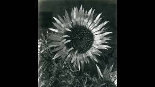 Humble Daisy by Andy Partridge [upl. by Adnoryt]