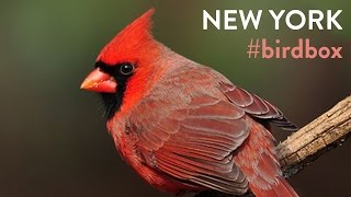 Music Made from Real Bird Songs New York [upl. by Gautier]