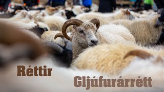 Icelandic Réttir  Annual Sheep RoundUp in Gljúfurárrétt [upl. by Aridnere]