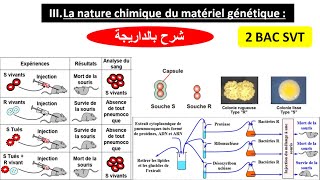 La nature chimique du matériel génétique 2 bac svt biof شرح بالداريجة [upl. by Akkeber]