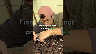 How to thin your plants and seedlings shorts [upl. by Acceb605]