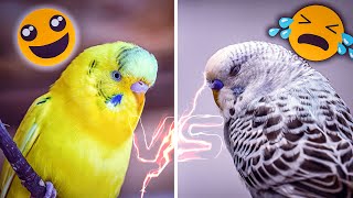 How to Know if Your Budgie Is Truly Happy [upl. by Yelsnya]