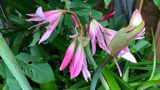 Crinum Powellii a beautiful Summer flowering bulb [upl. by Arreyt716]