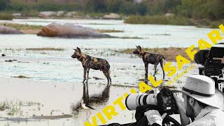 Organized Chaos Wild Dog Pups Leap into Crocodile Infested River Virtual Safari  193 [upl. by Yanahs]