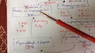 CALVIN CYCLE or C3 CYCLE  BY PHANINDRA GUPTHA [upl. by Meryl]