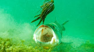 Insane Underwater Footage Fish Attacking Lures And Bass Fishing Tips [upl. by Teador]