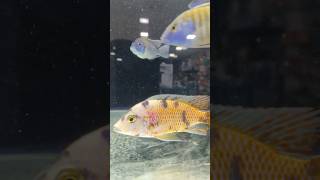 Cichlid Fish  Shayad yahi toh pyaar hai  cichlid cichlidtank fishaquarium fishtank shorts [upl. by Sedgewake]