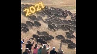 What does a stampede of 1400 Bison look like [upl. by Aneerol170]