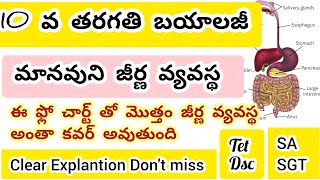 Tet dsc biology class  మానవుని జీర్ణ వ్యవస్థను ఫ్లో చార్ట్ తో ఈజీ గా నేర్చుకోండి apdsc apdsc2024 [upl. by Rinaldo]