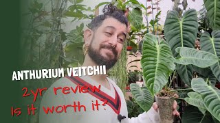 Anthurium Veitchii Review  King Anthurium 2 Years Later  Anthurium Veitchii Growth [upl. by Lekkim102]