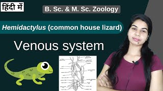 Hemidactylus  Venous system  B Sc 2nd year  Zoology [upl. by Ursulette]