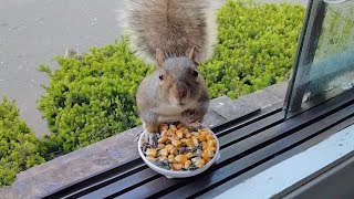 Squirrels reactions to corn and sunflower seeds [upl. by Suiraj]