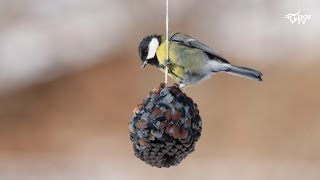 Fuglefodring Sådan laver du fuglenes yndlingsfedtkugle [upl. by Gusty322]