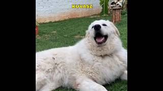 Kuvasz  Best Guard Dog youtubeshorts youtube ytshorts [upl. by Cave660]