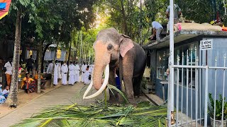 Elephants who came to shape the Sri Dewram Wehera Medin Maha Perahera  2022 [upl. by Fisch]