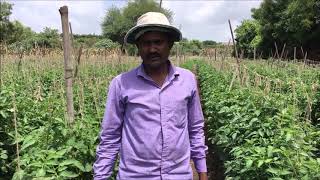 Bumper Crop  Watermelon and Tomato Narayangaon [upl. by Netsirt]