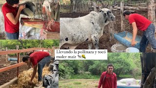 6 RECOGIENDO LA POLLINAZA Y MOLIMOS MAÍZ 🌽 🐮 [upl. by Fabian]