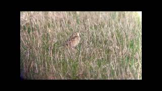 Pipit de richard fev 2022 Cap Gris Nez [upl. by Mart]