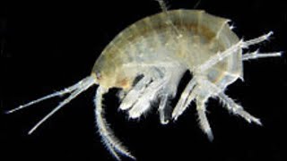 SCUDS How and why cultivating freshwater amphipods is a great idea [upl. by Acino657]