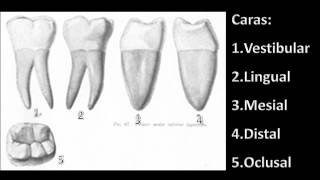 Primer molar inferior [upl. by Rhoda510]