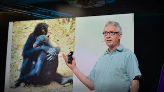 The surprising science of alpha males  Frans de Waal [upl. by Enined]