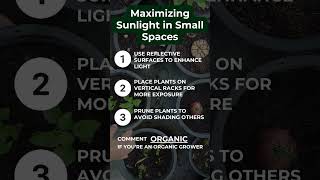 Maximizing Sunlight in Small Spaces [upl. by Onra]