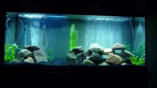 New 55 Gallon African Cichlid Aquarium [upl. by Abebi806]