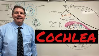 How the cochlea works [upl. by Ymassej134]