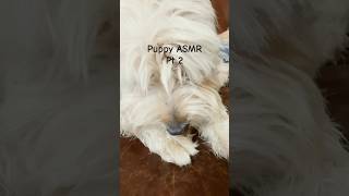 Puppy ASMR part 2… cuteanimal pets cutepuppy cute asmr [upl. by Remmos]