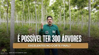 É POSSÍVEL TER 300 ÁRVORES PRA CORTE FINAL [upl. by Fishman989]