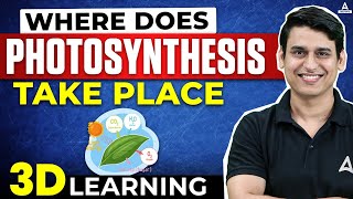 Where Does Photosynthesis Take Place Class 11  Complete Process of Photosynthesis in 3D [upl. by Gent]